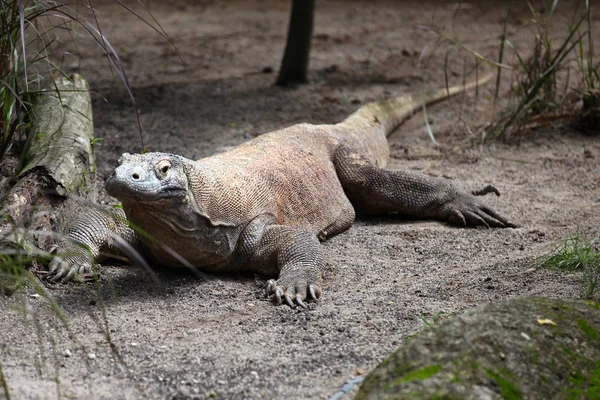 Lagarto grande descansa en el suelo, Singapur —  Fotos de Stock