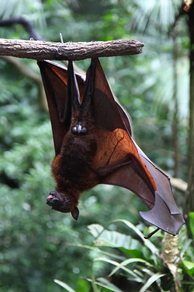 Murciélago está colgando de una rama de árbol, Singapur — Foto de Stock
