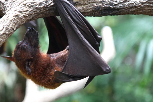 Murciélago está colgando de una rama de árbol, Singapur — Foto de Stock