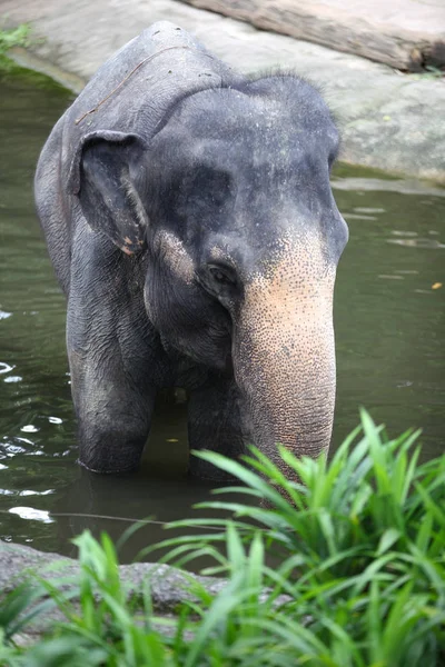 Słoń jest chłodzony w stawie, Singapur — Zdjęcie stockowe