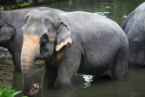 Słoń jest chłodzony w stawie, Singapur — Darmowe zdjęcie stockowe