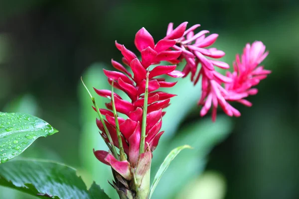 Flores Multicoloridas Coloridas Brilhantes Singapura Sudeste Asiático — Fotografia de Stock