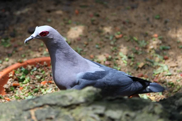 Variedad de aves coloridas, Singapur —  Fotos de Stock