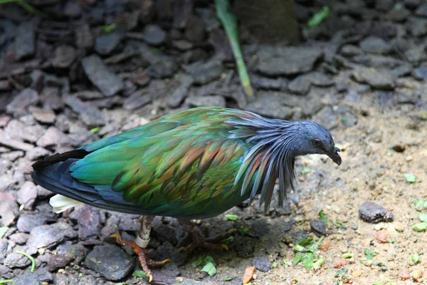 Variedad Coloridas Aves Singapur Sudeste Asiático — Foto de Stock