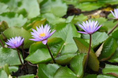 Su bitki Nilüfer, Singapur, Güneydoğu Asya