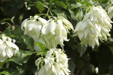 Parlak renkli çok renkli çiçek, Singapur, Güneydoğu Asya