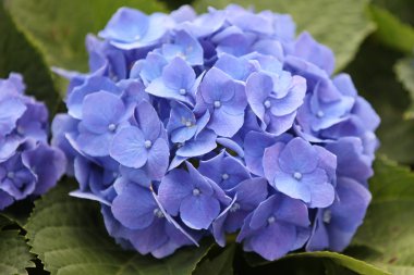 Parlak renkli çok renkli çiçek, Singapur, Güneydoğu Asya