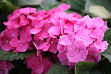 Parlak renkli çok renkli çiçek, Singapur, Güneydoğu Asya