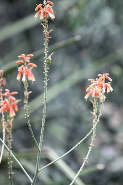 Parlak renkli çok renkli çiçek, Singapur, Güneydoğu Asya