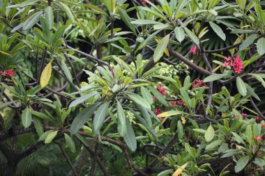 Parlak renkli çok renkli çiçek, Singapur, Güneydoğu Asya