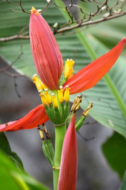 Parlak renkli çok renkli çiçek, Singapur, Güneydoğu Asya