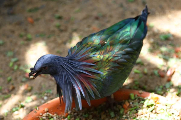 Verscheidenheid Van Kleurrijke Vogels Singapore Zuid Oost Azië — Stockfoto