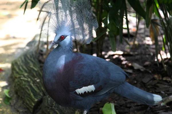 Verscheidenheid Van Kleurrijke Vogels Singapore Zuid Oost Azië — Stockfoto