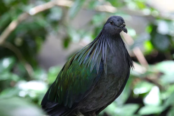 Variedad de aves coloridas, Singapur —  Fotos de Stock