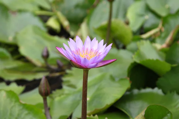 Water Plant Water Lily Singapore Southeast Asia — Stock Photo, Image