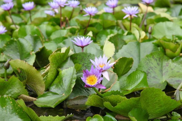 水植物スイレン シンガポール 東南アジア — ストック写真