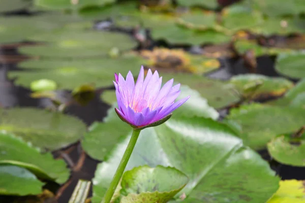 Water Plant Water Lily Singapore Southeast Asia — Stock Photo, Image