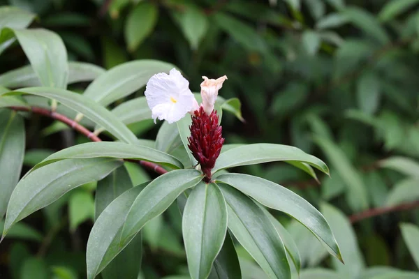 Ljusa Färgglada Mångfärgade Blommor Singapore Sydostasien — Stockfoto