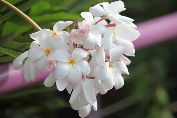 Leuchtend Bunte Bunte Blumen Singapore Südostasien — Stockfoto