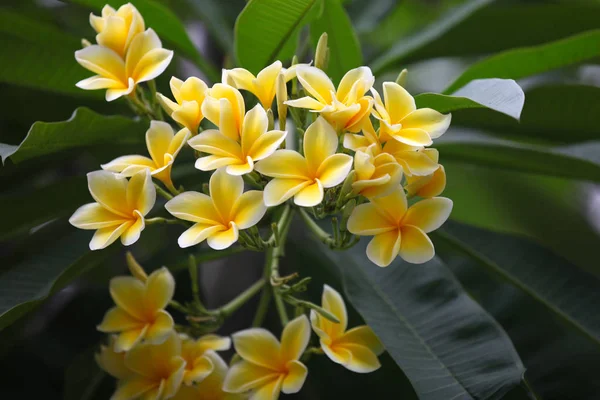 Kirkkaan Värikkäitä Monivärisiä Kukkia Singapore Kaakkois Aasia — kuvapankkivalokuva