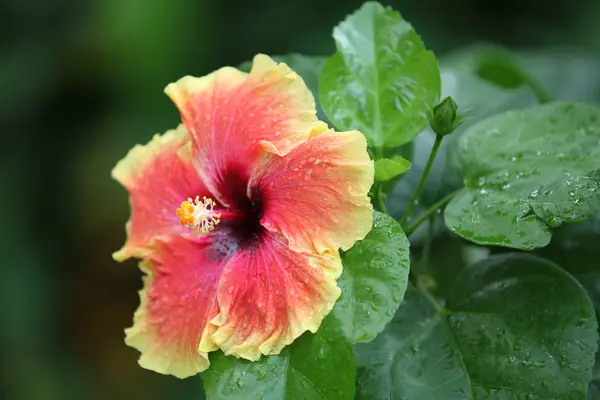 Flores Multicoloridas Coloridas Brilhantes Singapura Sudeste Asiático — Fotografia de Stock