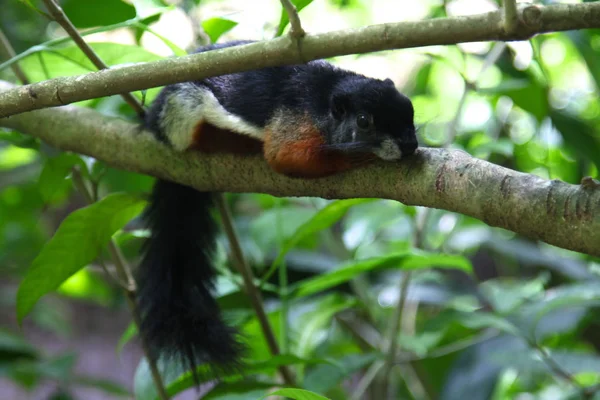 Eichhörnchen Ungewöhnliche Farbe Singapore Südostasien — Stockfoto