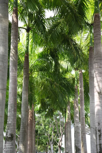 Feuilles Vertes Diverses Plantes Singapour Asie Sud Est — Photo