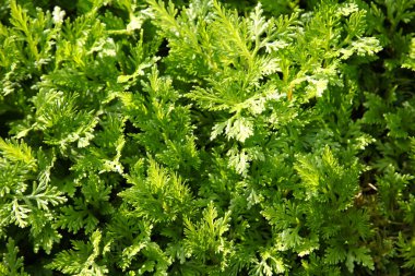 Çeşitli bitkilerin, Singapur, Güney Doğu Asya yeşil yaprakları