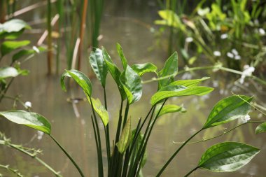 Çeşitli bitkilerin, Singapur, Güney Doğu Asya yeşil yaprakları