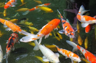 Parlak dekoratif balık gölet, Singapur, Güney-Doğu Asya dışında atlama