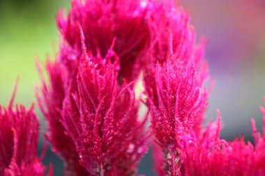 Çeşitli bitkilerin, Singapur, Güney Doğu Asya kırmızı yaprakları