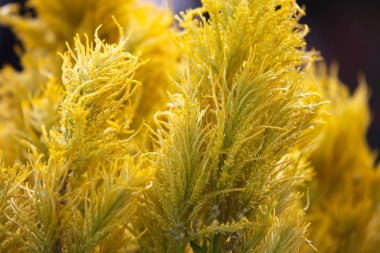 Çeşitli bitkiler, Singapur, Güney Doğu Asya sarı yapraklar