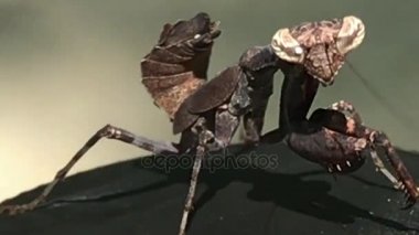 Böcek bir peygamber devesi Surin Island, Tayland benzer