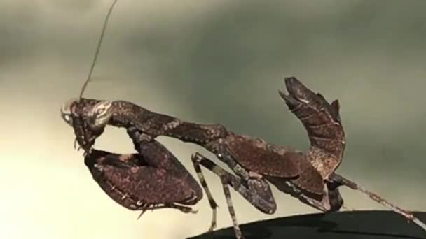 Insectos similares a una mantis, Surin Island, Tailandia — Vídeos de Stock