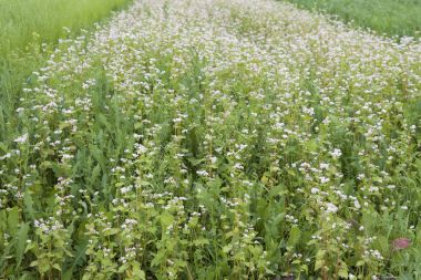 Ekili hububat çeşitli yeşil tonları, Rusya Federasyonu