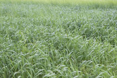 Ekili hububat çeşitli yeşil tonları, Rusya Federasyonu