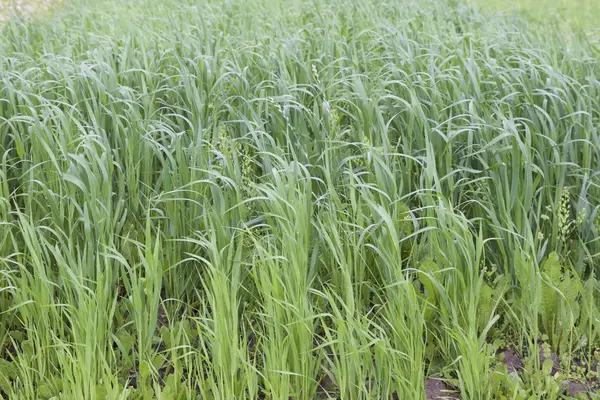 Termesztett Gabonafélék Különböző Zöld Árnyalatú Oroszország — Stock Fotó