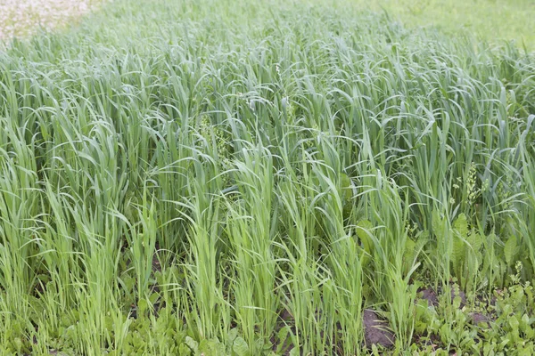 Termesztett Gabonafélék Különböző Zöld Árnyalatú Oroszország — Stock Fotó