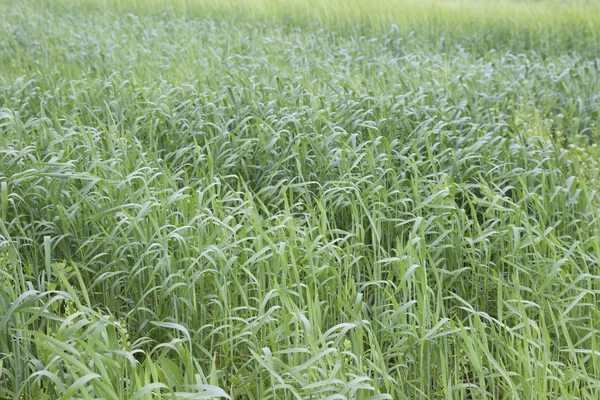 Termesztett Gabonafélék Különböző Zöld Árnyalatú Oroszország — Stock Fotó