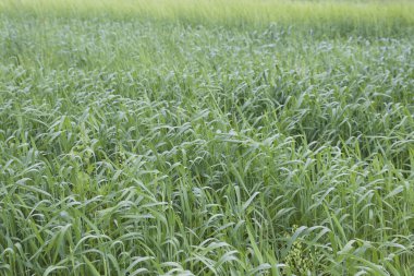 Ekili hububat çeşitli yeşil tonları, Rusya Federasyonu