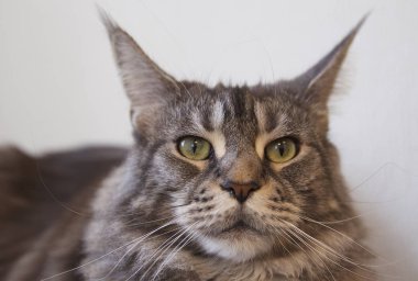 Maine Coon doğurmak genç kedi görünüyor