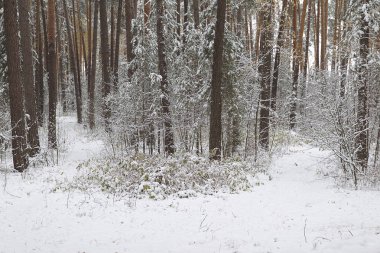 İlk kar, Rusya Kış ormanda yürüyüş