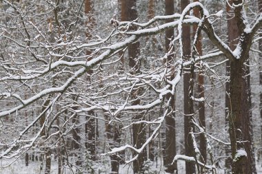 İlk kar, Rusya Kış ormanda yürüyüş
