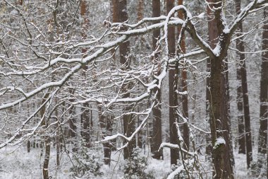 İlk kar, Rusya Kış ormanda yürüyüş