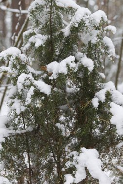 İlk kar, Rusya Kış ormanda yürüyüş