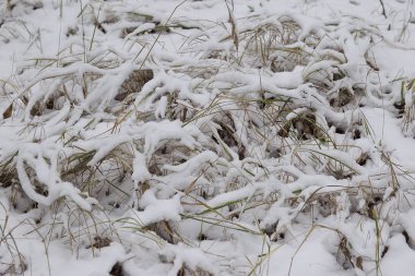 İlk kar, Rusya Kış ormanda yürüyüş