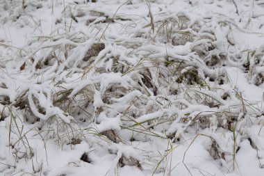 İlk kar, Rusya Kış ormanda yürüyüş