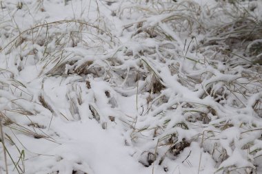 İlk kar, Rusya Kış ormanda yürüyüş