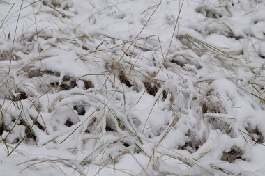 İlk kar, Rusya Kış ormanda yürüyüş