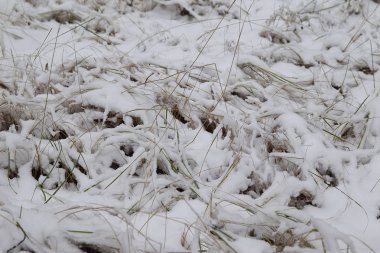 İlk kar, Rusya Kış ormanda yürüyüş
